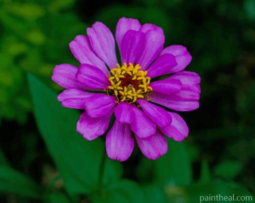 Violet Zinnia Flower Painting By Numbers Kits