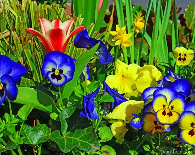 Colorful Pansies Flowers Painting By Numbers Kits