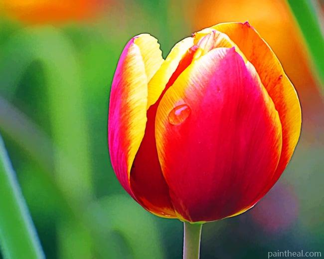 Red and Yellow Tulip Painting By Numbers Kits