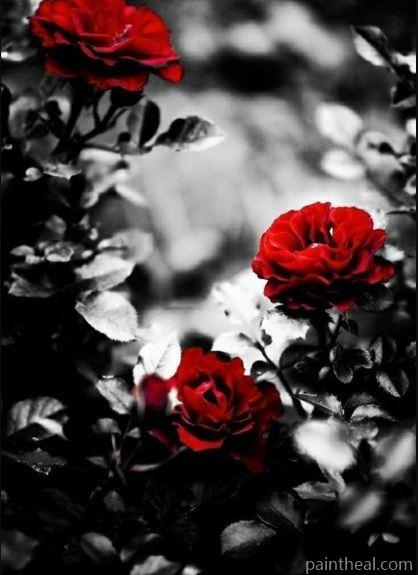 Grey Backgrounds With Roses Flowers Painting By Numbers Kits