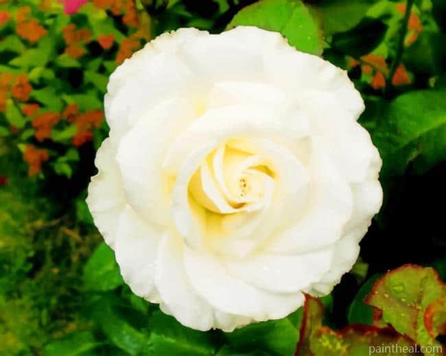 White Floribunda Flower Painting By Numbers Kits