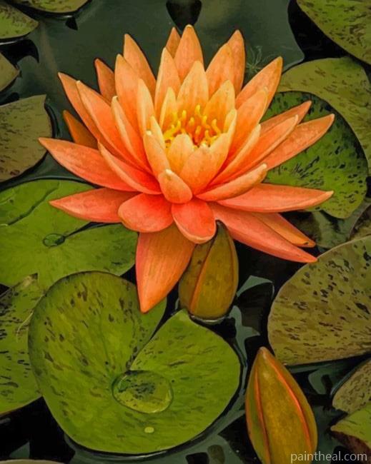 Orange Water Lily Flower Painting By Numbers Kits