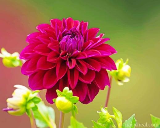 Purple Dahlia Flower Painting By Numbers Kits