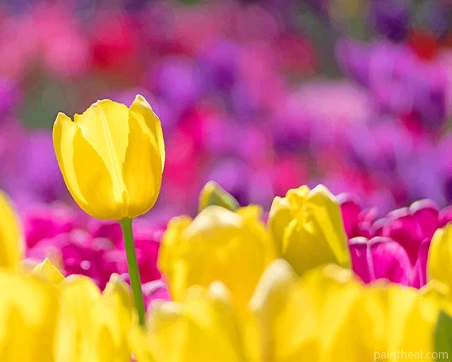 Yellow Tulip Flowers Painting By Numbers Kits