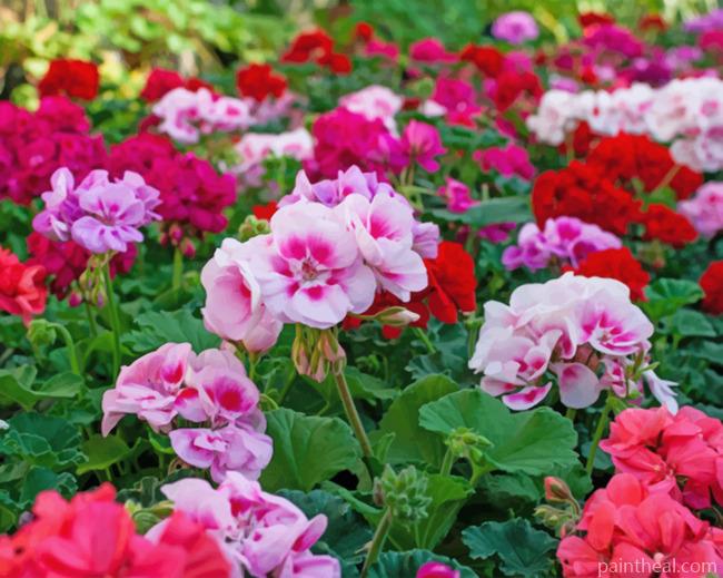 Red And Pink Geraniums Painting By Numbers Kits