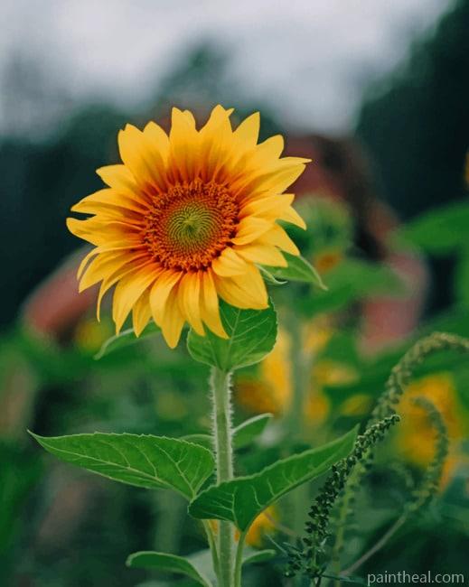 Yellow Sunflower Plant Painting By Numbers Kits