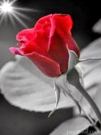 Wonderful Morning Red Rose Painting By Numbers Kits