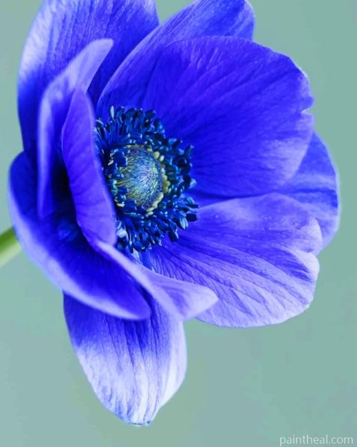 Anemone Flower Painting By Numbers Kits