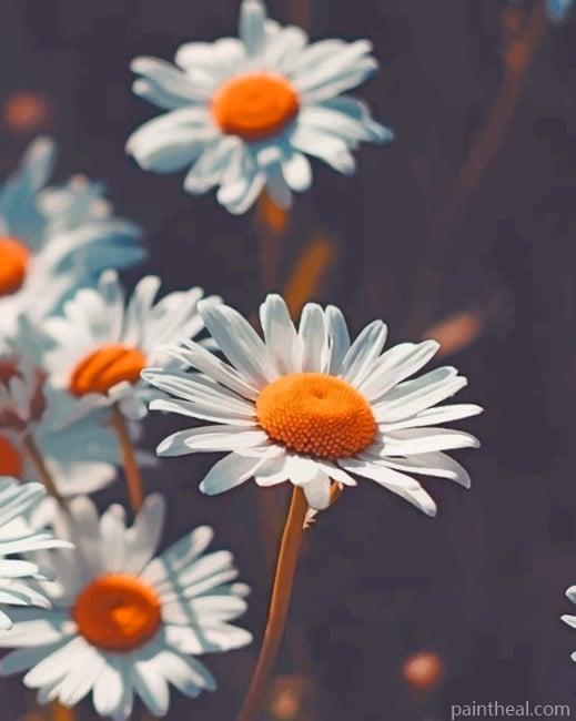 Chamomile Flowers Painting By Numbers Kits