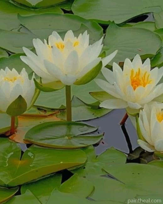 White Water Lilies Painting By Numbers Kits