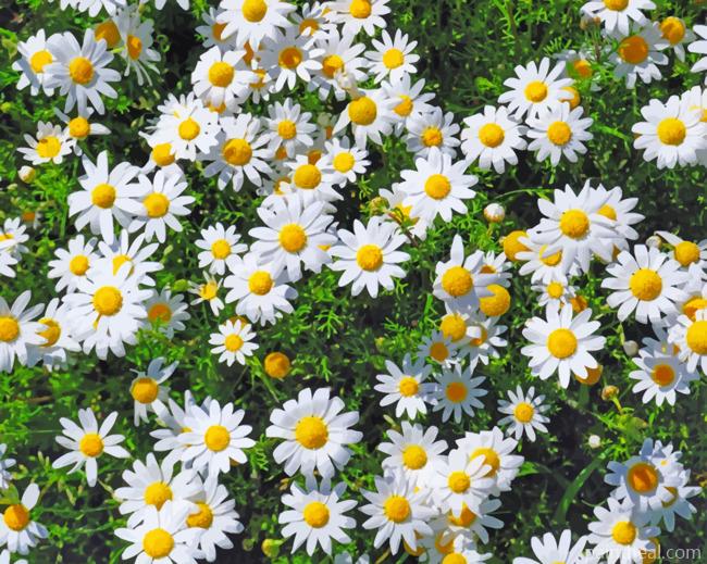 Daisy Field Flowers Painting By Numbers Kits