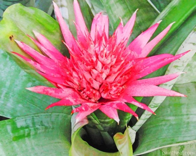 Striped Plant With Pink Flower Painting By Numbers Kits