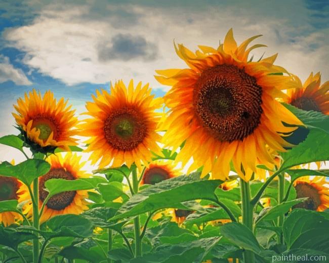 Sunflower Field Painting By Numbers Kits