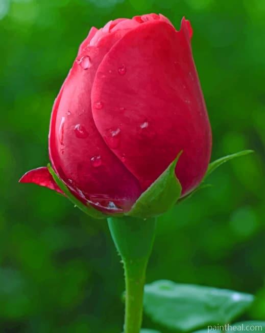 Red Tulip Rose Painting By Numbers Kits