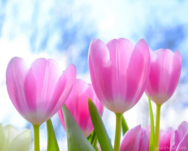 Spring Pink Tulip Painting By Numbers Kits