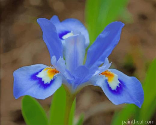 Blue Iris Flower Painting By Numbers Kits