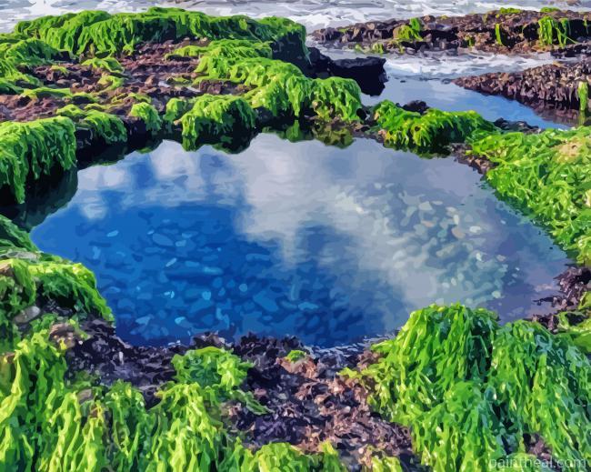 Tide Pools Painting By Numbers Kits