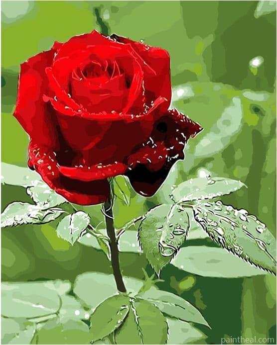 Mr Lincoln Rose Raindrops Painting By Numbers Kits