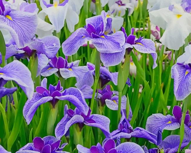 Iris Flower Field Painting By Numbers Kits