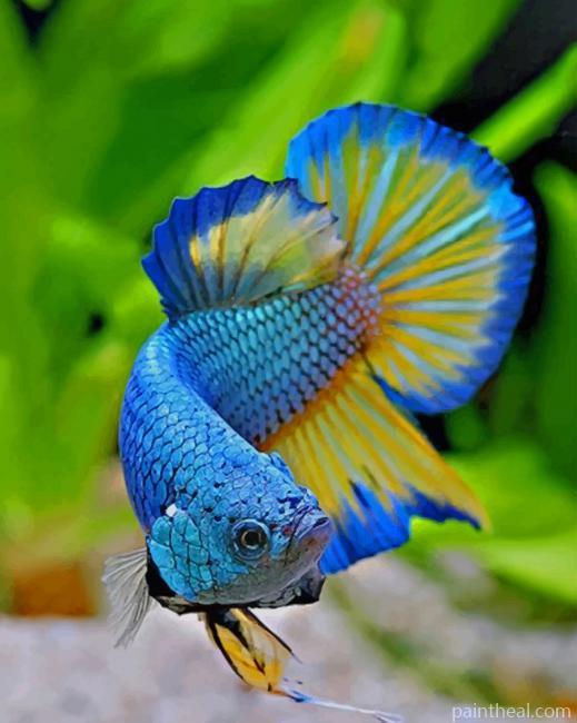 Betta Fish NEW Painting By Numbers Kits
