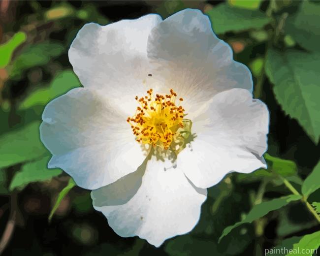 Cherokee Rose Painting By Numbers Kits