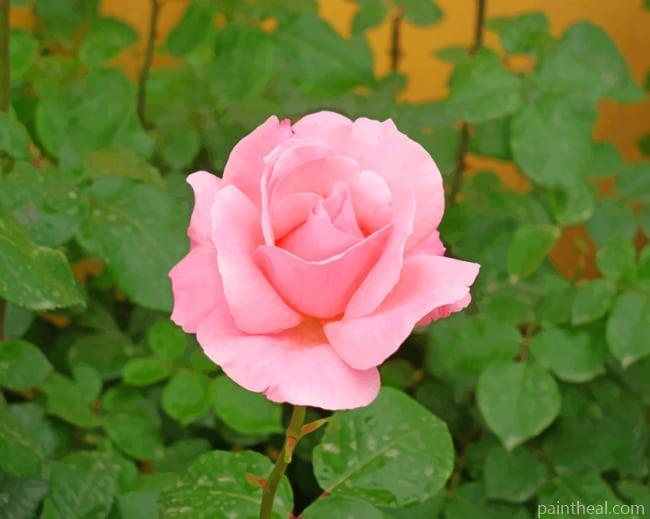 Pink Garden Rose Painting By Numbers Kits