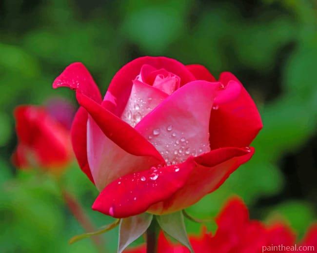 Red And Pink Rose Painting By Numbers Kits