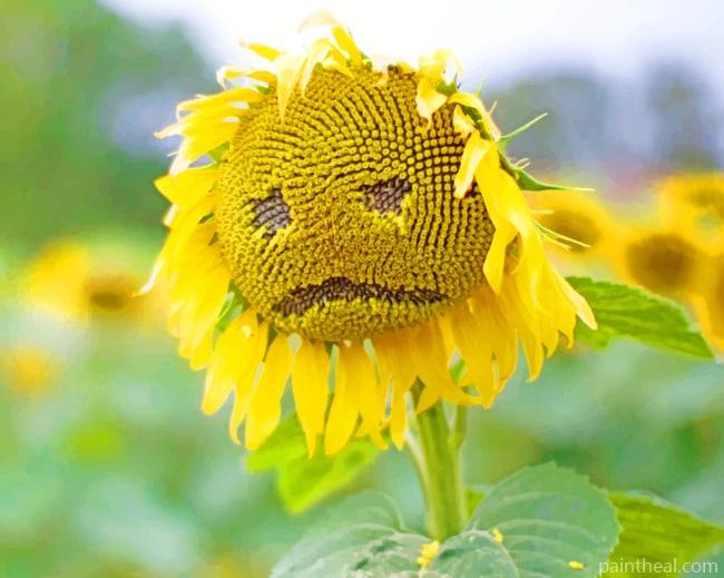 Sad Yellow Sunflower Painting By Numbers Kits