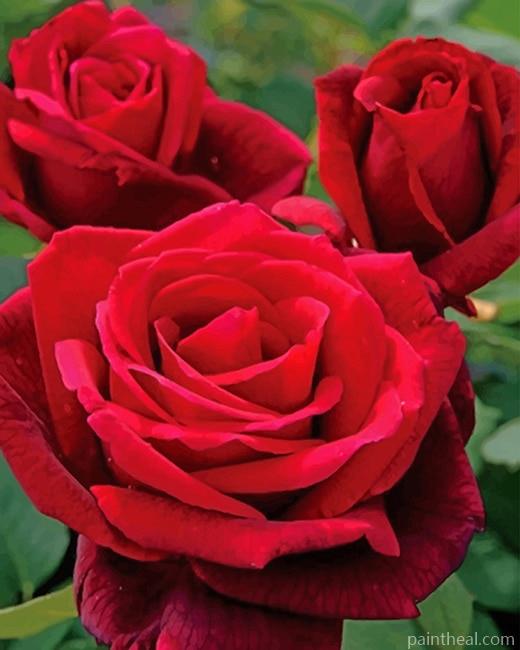 Mr Lincoln Rose Painting By Numbers Kits