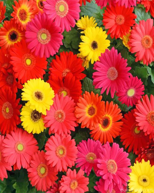 Gerberas Flowers Painting By Numbers Kits