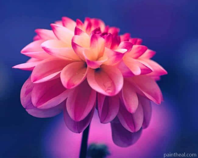 Pink Dahlia Flower Painting By Numbers Kits