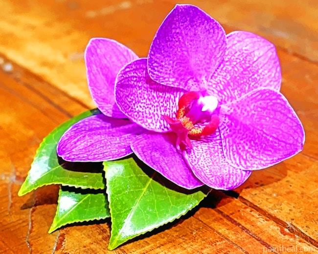 Purple Orchid Flower Painting By Numbers Kits