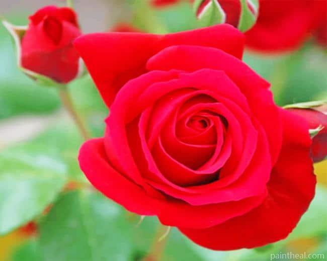 Blooming Red Rose Painting By Numbers Kits