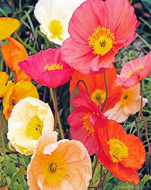Aesthetic Poppies Painting By Numbers Kits