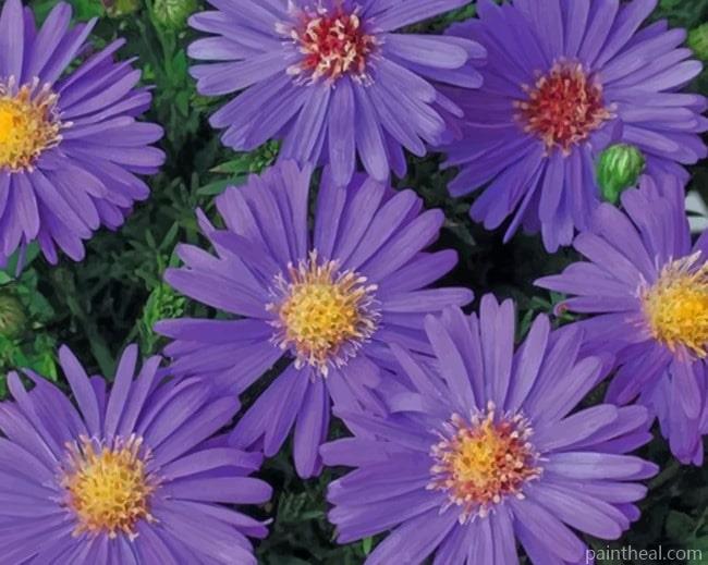 Velvet Aster Flower Painting By Numbers Kits