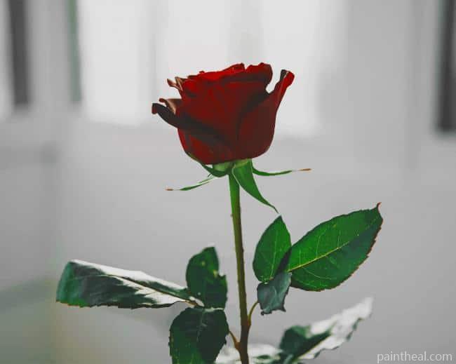 Single Red Rose Painting By Numbers Kits