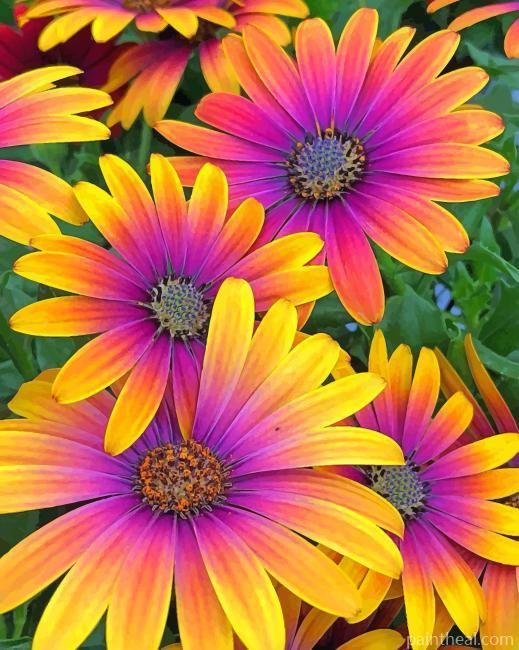 African Daisy Flowers Painting By Numbers Kits