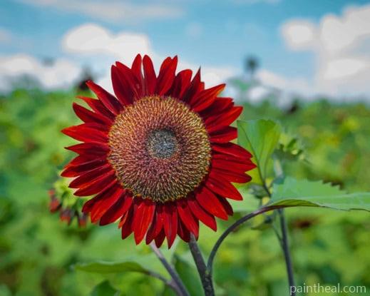 Red Sunflower Bloom Painting By Numbers Kits