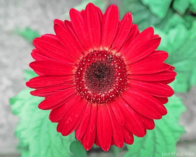Red Gerbera Daisy Painting By Numbers Kits