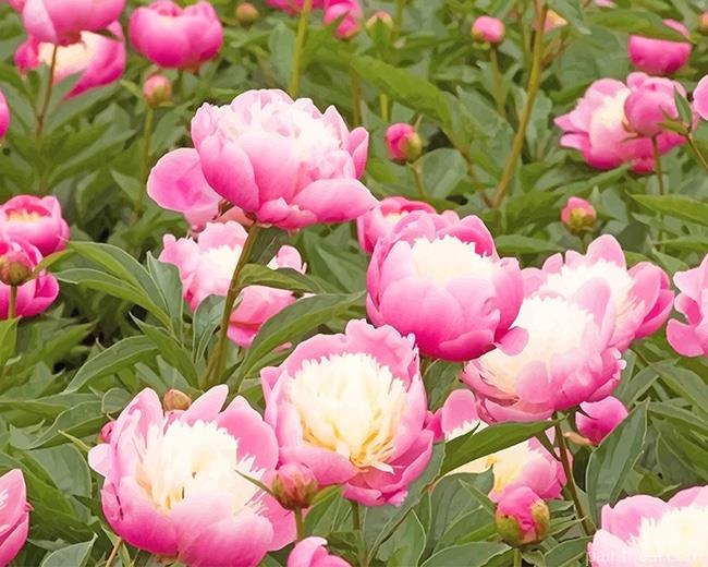 Pink Peony Bowl Painting By Numbers Kits
