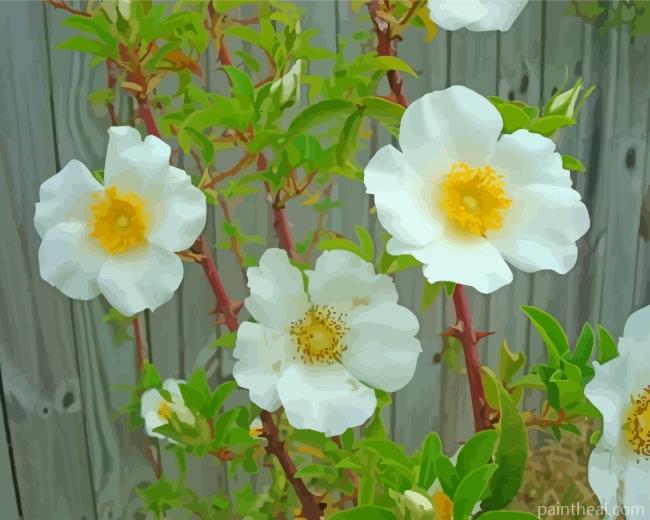 Cherokee Roses Painting By Numbers Kits