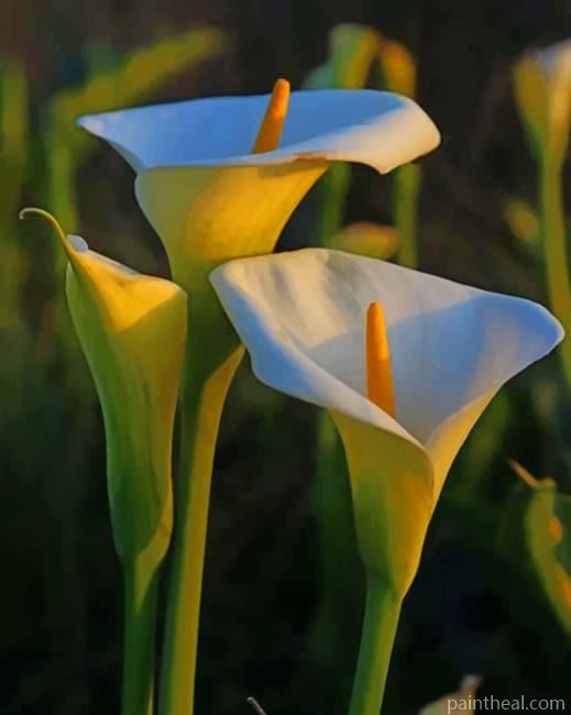 Lily Flowers Painting By Numbers Kits