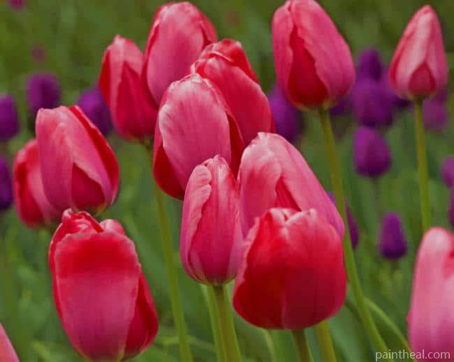 Rosy Delight Tulips Painting By Numbers Kits