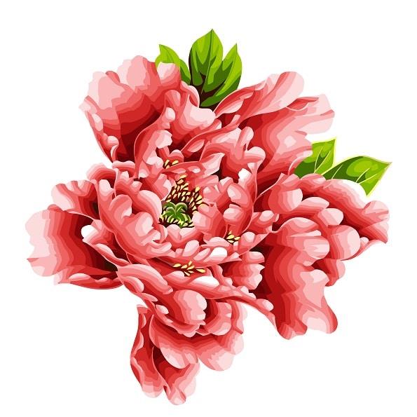 Peony Flower Painting By Numbers Kits
