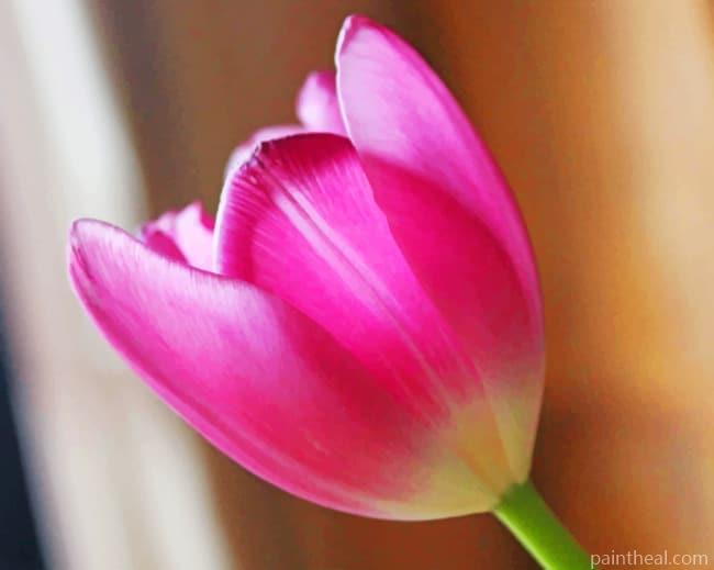 Pink Tulip Blossom Painting By Numbers Kits