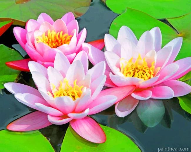 Pink Water Lilies Painting By Numbers Kits