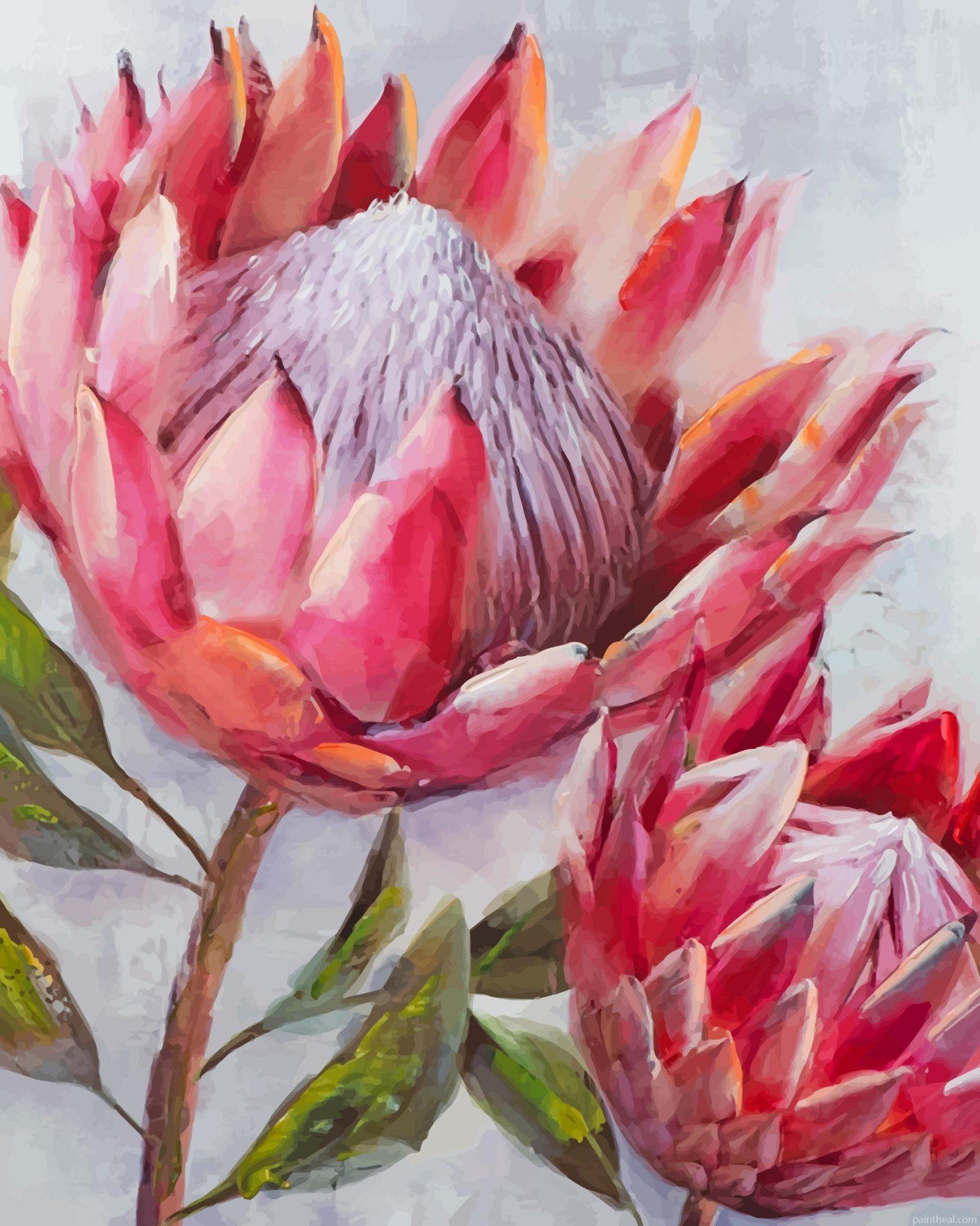 Pink Protea Painting By Numbers Kits