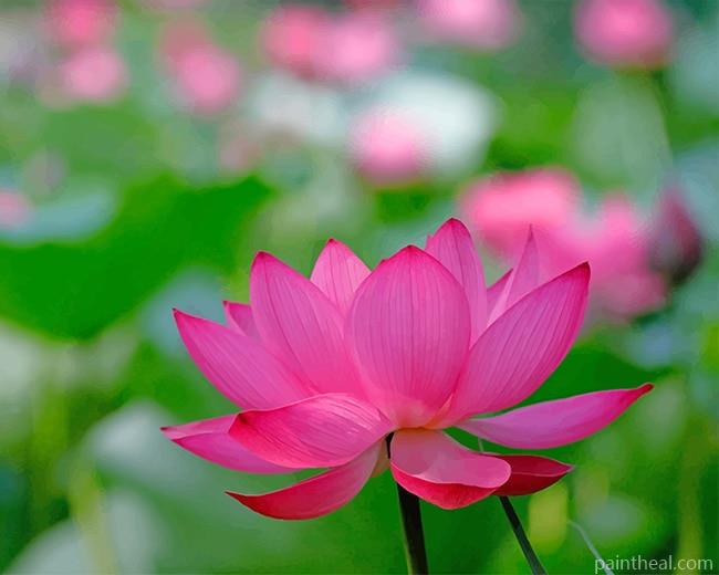 Pink Lotus Flower Painting By Numbers Kits