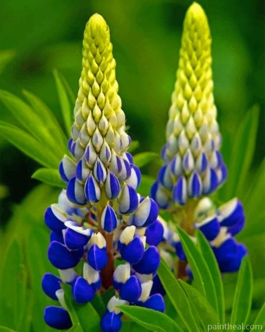 Blue Lupine Flowers Painting By Numbers Kits