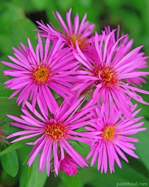 Pink Aster Flower Painting By Numbers Kits